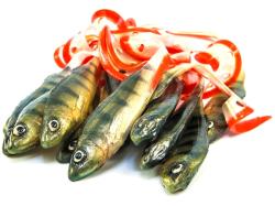 Angry Lures Perch G-Tail 15cm N