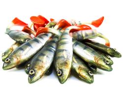 Angry Lures Perch Jointed 13.5cm N