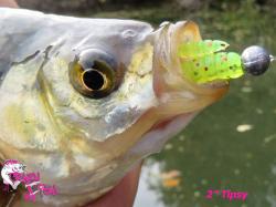 Crazy Fish Tipsy 3cm 54/76 Squid