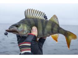 FishUp Tanta 5cm #055 Chartreuse Black