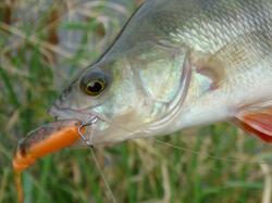 Lake Fork Trophy Live Baby Shad 5.7cm Blue Grass