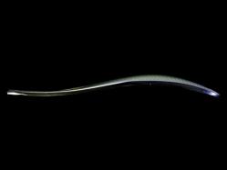 Lingurita oscilanta Jackall Tricoroll 68mm 14g Stripe Ayu