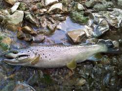 Smith Pure Shell 6.5g 15 S