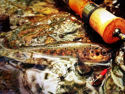 Smith AR-S Spinner Trout 3.5g 19