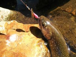 Smith AR-S Spinner Trout 4.5g 17 MEBR