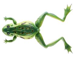 Cormoran Soft Frog 12cm 16g verde
