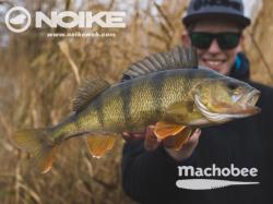 Noike Machobee 9.6cm #139 Motoroil Gold UV