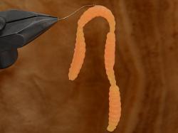 Prime Linked Worm 2.5cm Orange