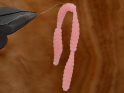 Prime Linked Worm 2.5cm Pink