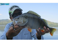 Shad Hitfish Tukashine Floating 7.6cm R122