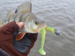 Keitech Swing Impact Tennessee Shad 429