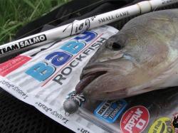 Shad Lucky John Baby Rockfish 6.1cm S13