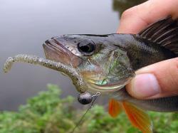 Reins Rockvibe Shad 5cm Bait Fish SP 013