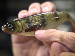 Westin ShadTeez Slim 7.5cm Fireflake 4pcs