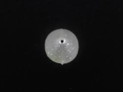 Jackall Mute Ball Pencil 38F 38mm 2.7g Chart Glow Crush F