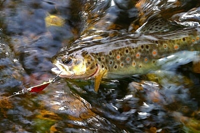 Smith Pure 58mm 13g BGO