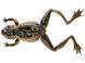 Cormoran Frog 12cm Black