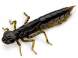 FishUp Dragonfly 2cm #043 Watermelon Brown Black