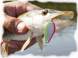 Lingurita oscilanta SV Fishing Individ 2.5cm 2.5g SB05