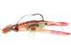 Vobler River2Sea Clackin Crayfish 13cm 36g Brown Orange 05 S